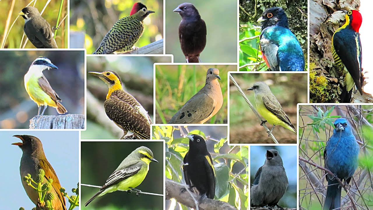 30 ESPÉCIES DE PÁSSAROS DO BRASIL NA NATUREZA