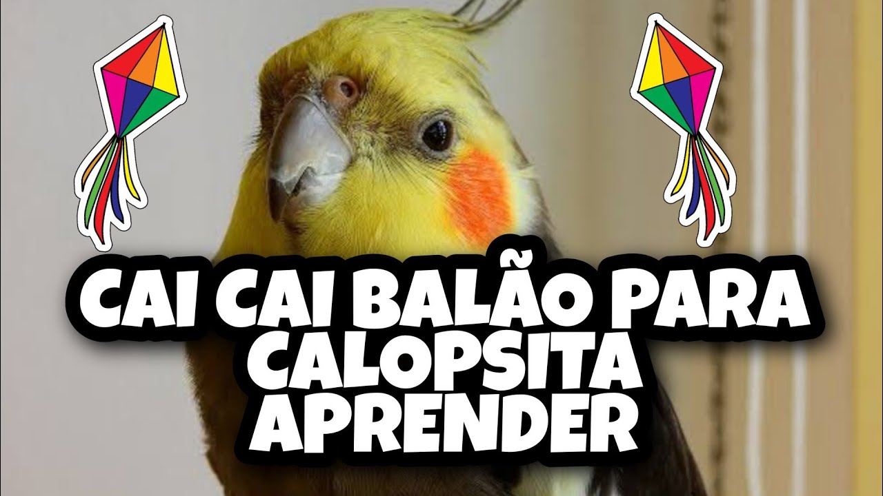 ASSOBIO CAI CAI BALÃO PARA CALOPSITA APRENDER AULA DE CANTO PARA