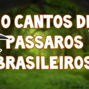 10 CANTOS DE PÁSSAROS BRASILEIROS NA NATUREZA