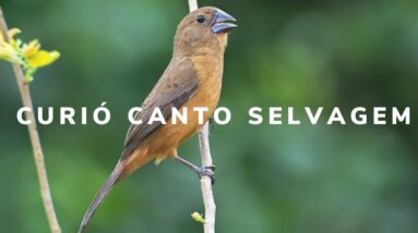 Canto do Curió Selvagem - Canto bonito de Curió