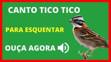 CANTO DO TICO TICO SELVAGEM EM 1 HORA PARA ESQUENTAR