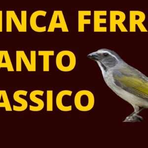 CANTO DO TRINCA FERRO CLASSICO  - O CANTO MAIS BONITO DE TRINCA FERRO