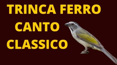 CANTO DO TRINCA FERRO CLASSICO  - O CANTO MAIS BONITO DE TRINCA FERRO