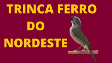 CANTO DO TRINCA FERRO DO NORDESTE - O CANTO MAIS BONITO DE TRINCA FERRO