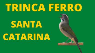 CANTO DO TRINCA FERRO SANTA CATARINA