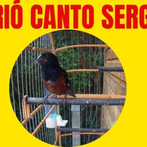 CURIO DO SERGIPE CANTO DE CURIO MUITO BONITO