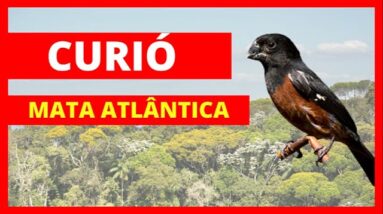 O CANTO DO CURIÓ DA MATA ATLÂNTICA - CURIÓ DA MATA ATLÂNTICA CANTANDO