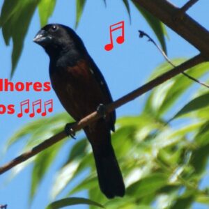 Os dez melhores cantos de Curió - Compilação cantos de Curió