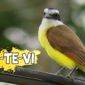 Um dos Pássaros Mais Conhecidos do Brasil: Bem-Te-Vi e Seu Canto