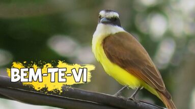 Um dos Pássaros Mais Conhecidos do Brasil: Bem-Te-Vi e Seu Canto