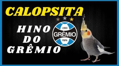 CALOPSITA CANTANDO O HINO DO GRÊMIO EM UMA HORA