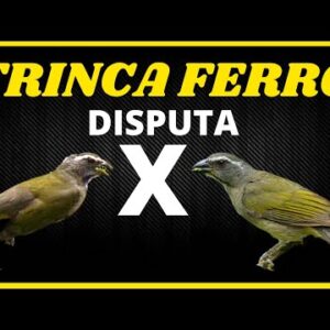 DISPUTA ENTRE OS TRINCA FERRO DA FLORESTA AMAZÔNICA