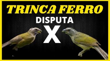 DISPUTA ENTRE OS TRINCA FERRO DA FLORESTA AMAZÔNICA 18 DISPUTA ENTRE OS TRINCA FERRO DA FLORESTA AMAZÔNICA