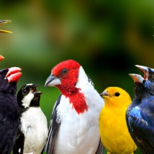 Canto dos Pássaros ao Amanhecer Pra Estimulo de Canto em Várias Espécies !