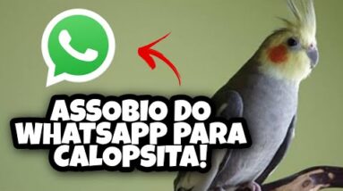 Assobio de Calopsita - Assobio do Whatsapp para Calopsita Aprender
