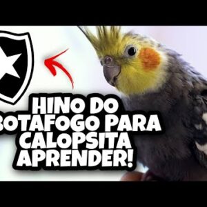 Assobio de Calopsita - Hino do Botafogo Para Calopsita Aprender