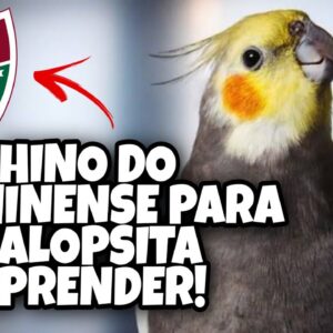Assobio de Calopsita - Hino do Fluminense Para Calopsita Aprender