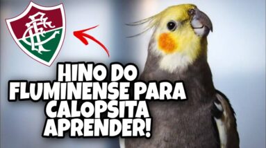 Assobio de Calopsita - Hino do Fluminense Para Calopsita Aprender