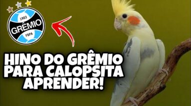Assobio de Calopsita - Hino do Grêmio Para Calopsita Aprender