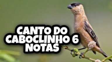 Canto do Caboclinho 6 Notas - Canto Para Levantar o Caboclinho