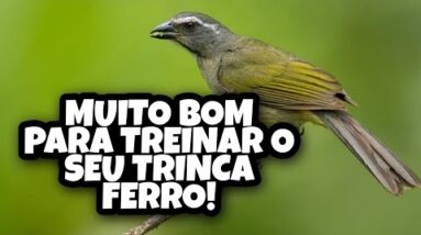 Melhor Canto Para Treinar o Trinca Ferro - Esquentar Trinca Ferro