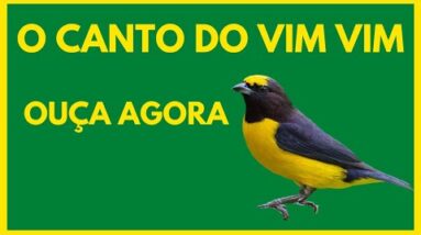O CANTO DO VIM VIM O MELHOR CANTO DO VIM VIM 14 O CANTO DO VIM VIM O MELHOR CANTO DO VIM VIM