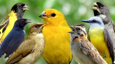 PÁSSAROS NA NATUREZA E SEUS NOMES PARA APRENDIZADO !