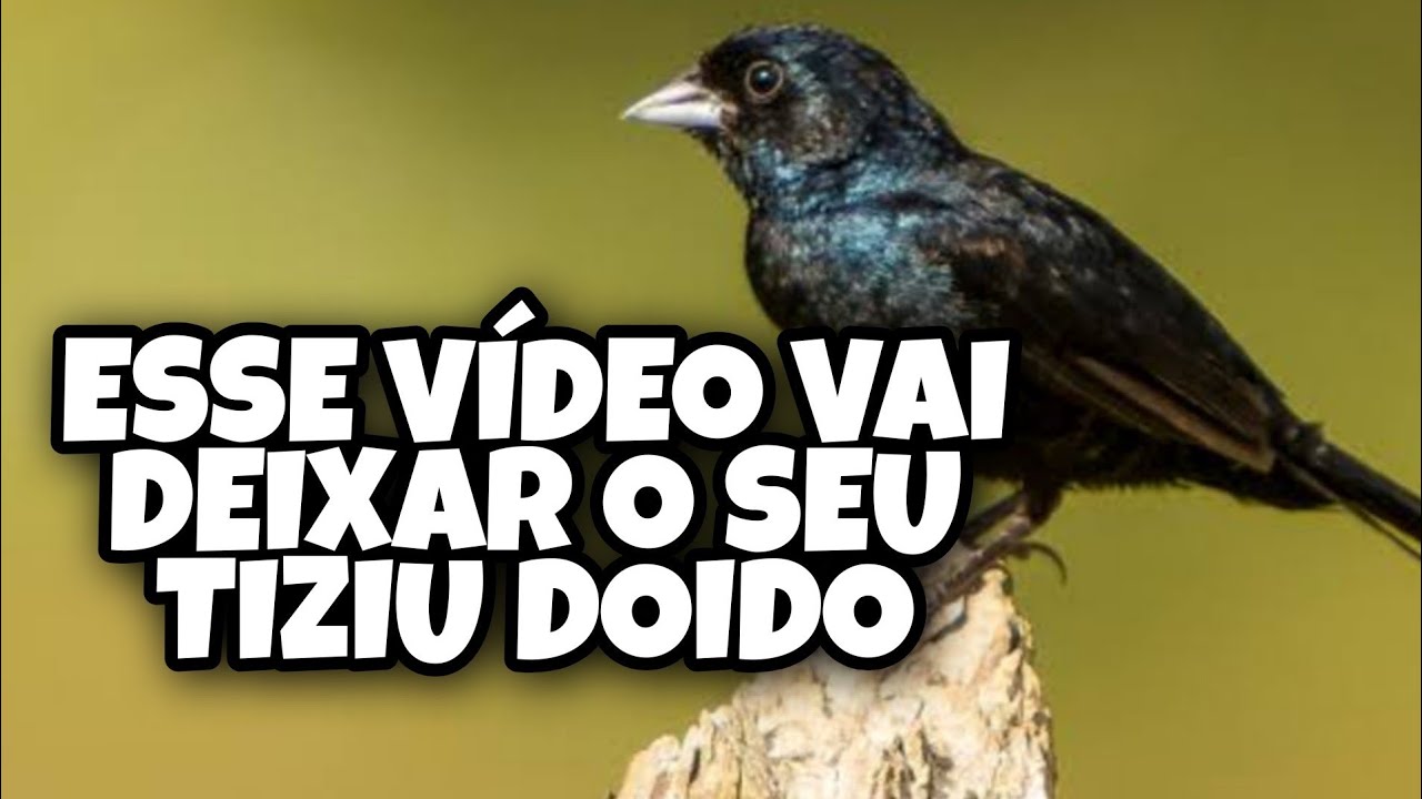 Piado Para Deixar o Seu TIZIU Doido - Canto Para Esquentar TIZIU