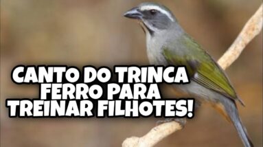 Canto do Trinca Ferro para Treinar Filhotes - Como Esquentar o Trinca Ferro