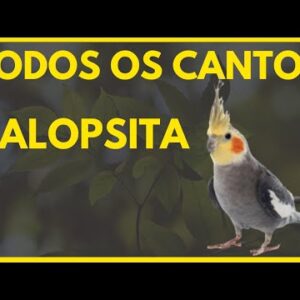 TODOS OS CANTOS DA CALOPSOTA - OS MELHORES CANTOS DA CALOPSITA