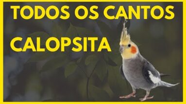 TODOS OS CANTOS DA CALOPSOTA - OS MELHORES CANTOS DA CALOPSITA