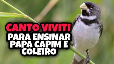 Canto VIVITI Com Intervalo Para Ensinar e Encartar COLEIRO E PAPA CAPIM