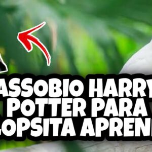 Assobio de Calopsita - Assobio do Harry Potter Para Calopsita Aprender