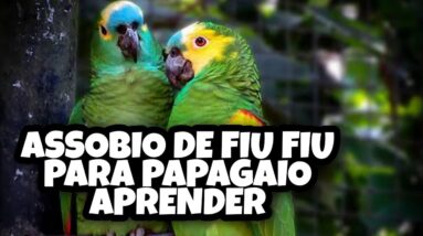 ASSOBIO DE FIU FIU PARA PAPAGAIO APRENDER