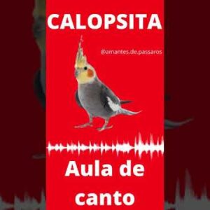 AULA DE CANTO DA CALOPISTA #shorts