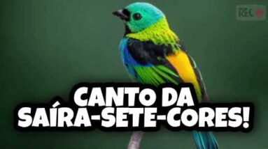 Canto da Saíra-Sete-Cores - Foguear Saíra-Sete-Cores