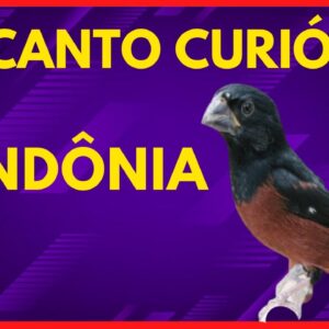 CANTO DO CURIÓ MATEIRO DE RONDÔNIA