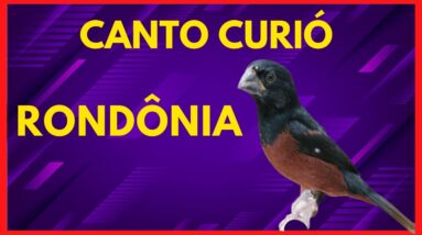 CANTO DO CURIÓ MATEIRO DE RONDÔNIA