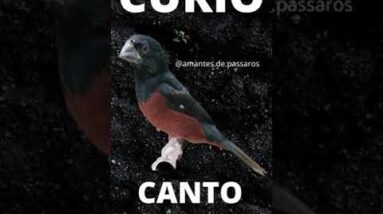 Canto do Curió Selvagem - Canto bonito de Curió #shorts