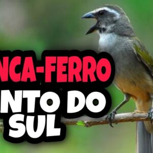 ENCARTE PARA TRINCA FERRO - CANTO DO SUL