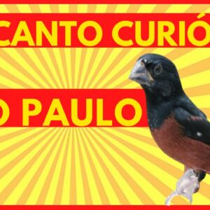 CANTO DO CURIÓ SELVAGEM DE SÃO PAULO MUITO RARO