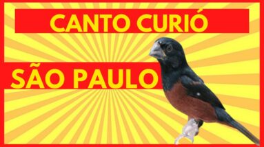 CANTO DO CURIÓ SELVAGEM DE SÃO PAULO MUITO RARO