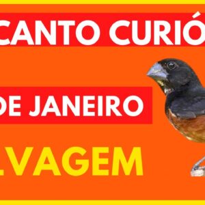 CURIÓ CANTO SELVAGEM MATEIRO DO RIO DE JANEIRO