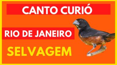 CURIÓ CANTO SELVAGEM MATEIRO DO RIO DE JANEIRO