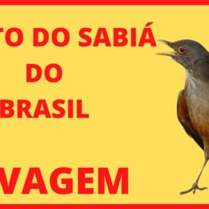 O CANTO SELVAGEM DO SABIÁ DO BRASIL