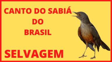 O CANTO SELVAGEM DO SABIÁ DO BRASIL