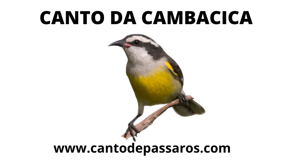 CANTO DA CAMBACICA