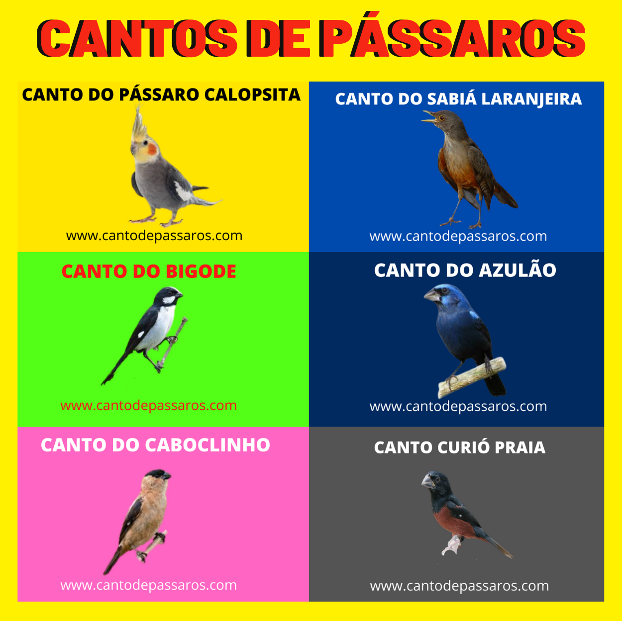 CANTOS DE PASSAROS
