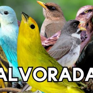 Pássaros Fazendo ALVORADA AO AMANHECER, Canto das Aves !