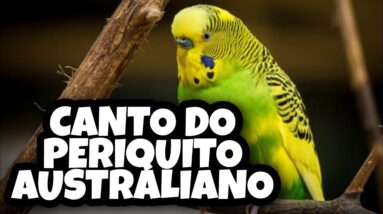 CANTO DO PERIQUITO AUSTRALIANO PARA TREINAMENTO - COMO FAZER O PERIQUITO AUSTRALIANO CANTAR